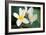 Plumeria II-Erin Berzel-Framed Photographic Print