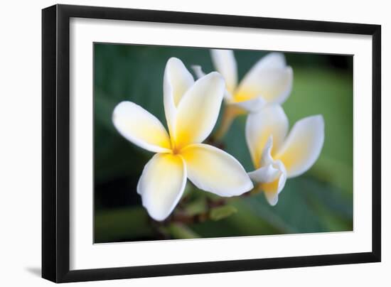 Plumeria II-Erin Berzel-Framed Photographic Print