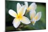 Plumeria II-Erin Berzel-Mounted Photographic Print