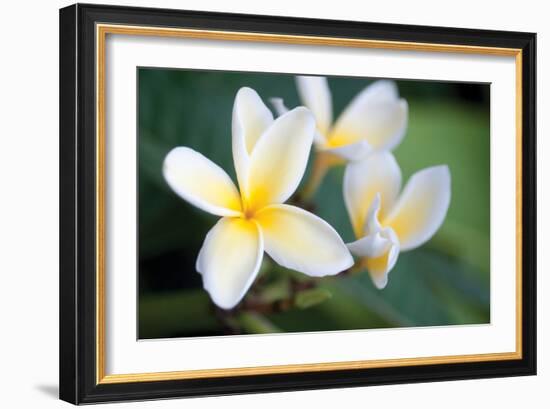 Plumeria II-Erin Berzel-Framed Photographic Print