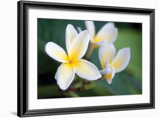 Plumeria II-Erin Berzel-Framed Photographic Print