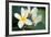 Plumeria II-Erin Berzel-Framed Photographic Print