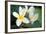 Plumeria II-Erin Berzel-Framed Photographic Print