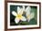 Plumeria II-Erin Berzel-Framed Photographic Print