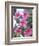 Plumeria in Bloom-Georgienne Bradley-Framed Photographic Print
