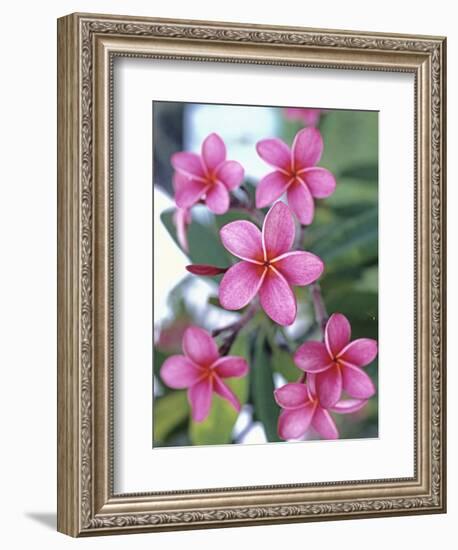 Plumeria in Bloom-Georgienne Bradley-Framed Photographic Print