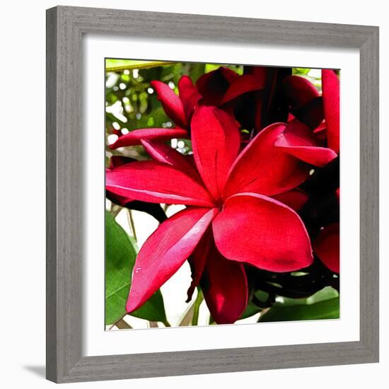 Plumeria in the sun-Heidi Bannon-Framed Photo