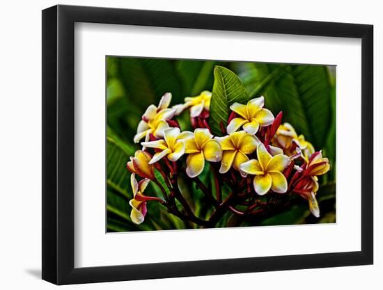 Plumeria Plant in Placencia, Belize.-Joe Restuccia III-Framed Photographic Print