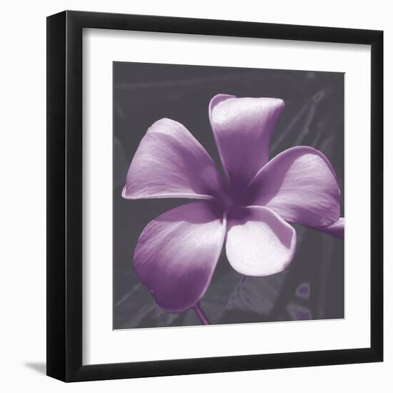 Plumeria - Solitary-Tony Koukos-Framed Giclee Print