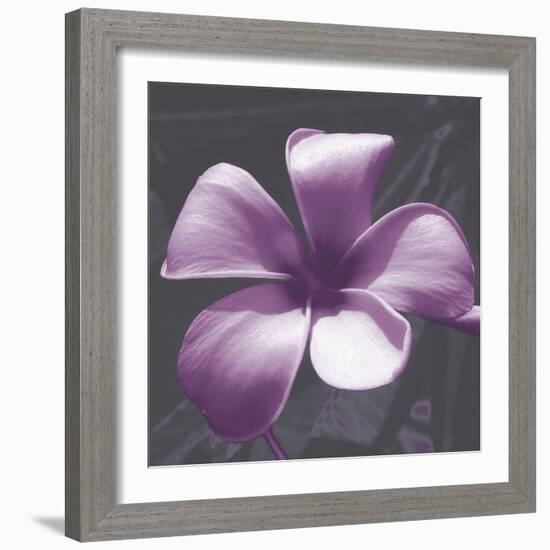 Plumeria - Solitary-Tony Koukos-Framed Giclee Print