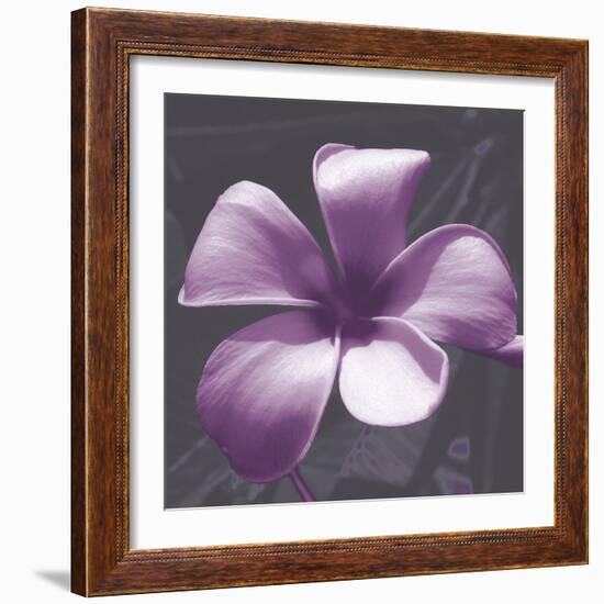 Plumeria - Solitary-Tony Koukos-Framed Giclee Print