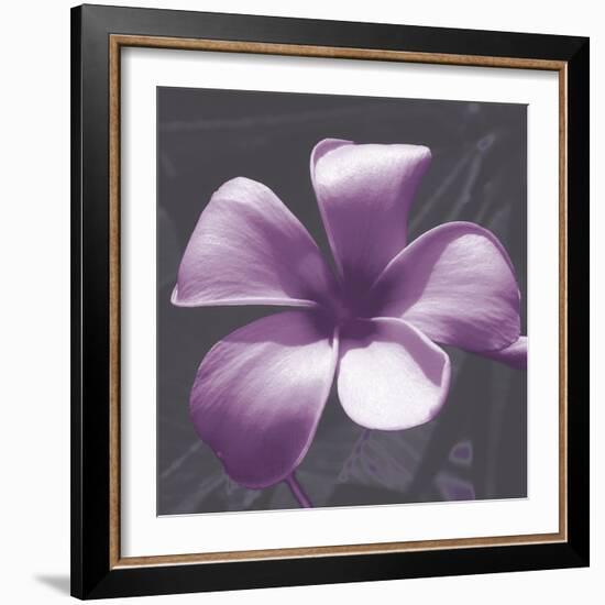 Plumeria - Solitary-Tony Koukos-Framed Giclee Print