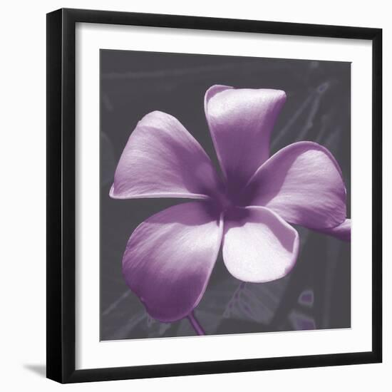 Plumeria - Solitary-Tony Koukos-Framed Giclee Print