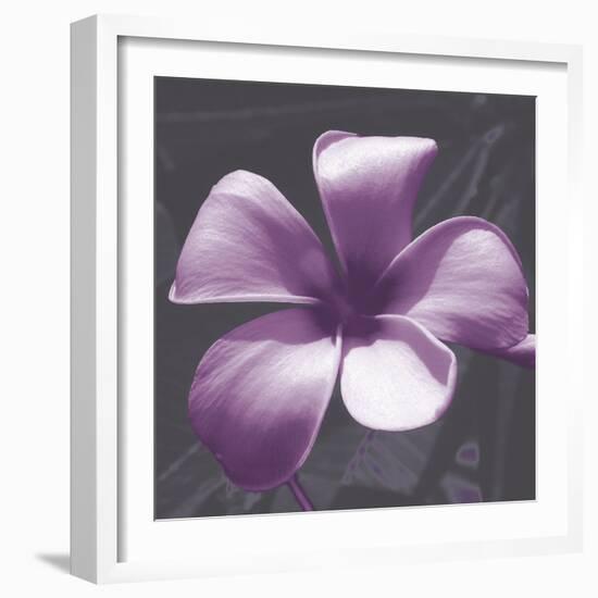 Plumeria - Solitary-Tony Koukos-Framed Giclee Print