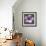 Plumeria - Solitary-Tony Koukos-Framed Giclee Print displayed on a wall