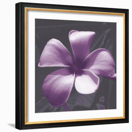 Plumeria - Solitary-Tony Koukos-Framed Giclee Print