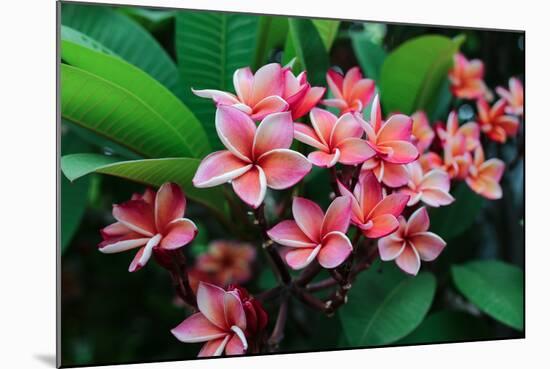 Plumeria Spp. Frangipani Flowers, Frangipani-KiattisakCh-Mounted Photographic Print