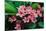 Plumeria Spp. Frangipani Flowers, Frangipani-KiattisakCh-Mounted Photographic Print