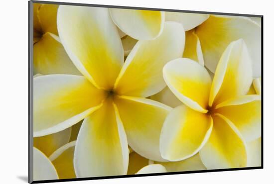 Plumeria tropical flower pattern grouping-Darrell Gulin-Mounted Photographic Print