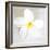 Plumeria tropical flower white on White-Darrell Gulin-Framed Photographic Print