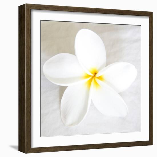 Plumeria tropical flower white on White-Darrell Gulin-Framed Photographic Print