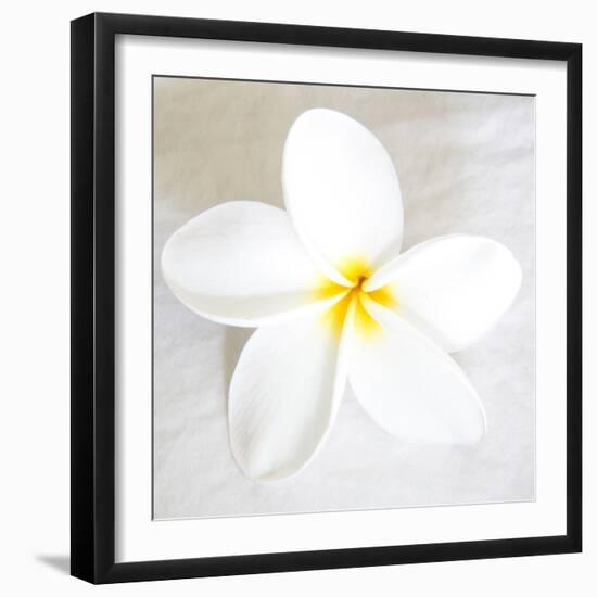 Plumeria tropical flower white on White-Darrell Gulin-Framed Photographic Print