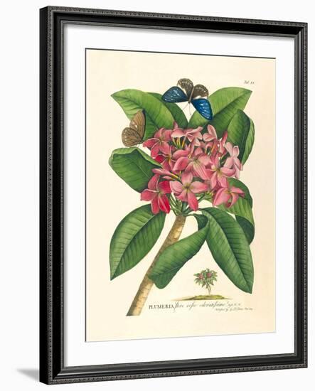 Plumeria-Georg Dionysius Ehret-Framed Premium Giclee Print