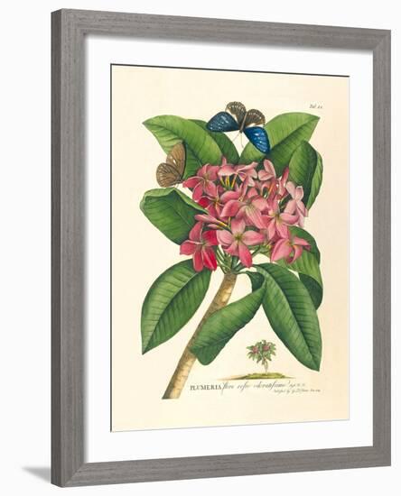 Plumeria-Georg Dionysius Ehret-Framed Premium Giclee Print