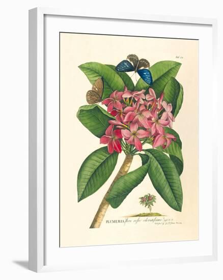 Plumeria-Georg Dionysius Ehret-Framed Premium Giclee Print