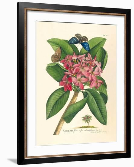 Plumeria-Georg Dionysius Ehret-Framed Premium Giclee Print