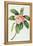 Plumeria-Georg Dionysius Ehret-Framed Premier Image Canvas