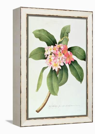 Plumeria-Georg Dionysius Ehret-Framed Premier Image Canvas