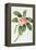 Plumeria-Georg Dionysius Ehret-Framed Premier Image Canvas