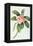 Plumeria-Georg Dionysius Ehret-Framed Premier Image Canvas