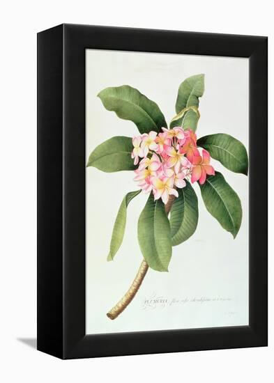 Plumeria-Georg Dionysius Ehret-Framed Premier Image Canvas