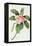 Plumeria-Georg Dionysius Ehret-Framed Premier Image Canvas