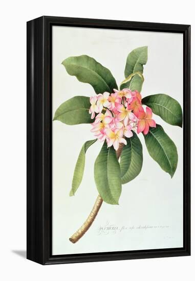 Plumeria-Georg Dionysius Ehret-Framed Premier Image Canvas