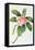 Plumeria-Georg Dionysius Ehret-Framed Premier Image Canvas