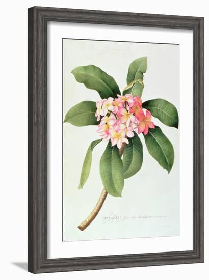 Plumeria-Georg Dionysius Ehret-Framed Giclee Print