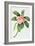 Plumeria-Georg Dionysius Ehret-Framed Giclee Print