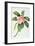 Plumeria-Georg Dionysius Ehret-Framed Giclee Print