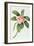 Plumeria-Georg Dionysius Ehret-Framed Giclee Print