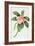 Plumeria-Georg Dionysius Ehret-Framed Giclee Print