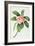 Plumeria-Georg Dionysius Ehret-Framed Giclee Print