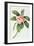 Plumeria-Georg Dionysius Ehret-Framed Giclee Print