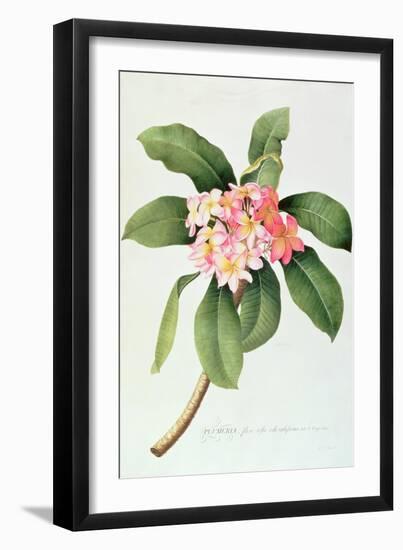 Plumeria-Georg Dionysius Ehret-Framed Giclee Print