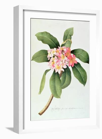 Plumeria-Georg Dionysius Ehret-Framed Giclee Print