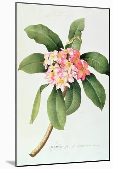 Plumeria-Georg Dionysius Ehret-Mounted Giclee Print