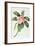 Plumeria-Georg Dionysius Ehret-Framed Giclee Print