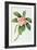 Plumeria-Georg Dionysius Ehret-Framed Giclee Print